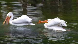 Zoocademy - Pelicans - Zoo Miami