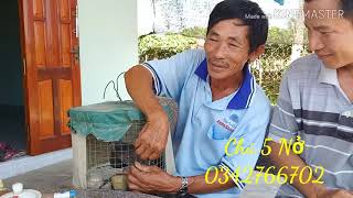 Cu gáy thổ buồn mồi khủng.Zalo (0979355325).video 23