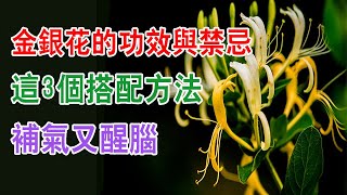 金銀花的功效與禁忌，這3個搭配方法補氣又醒腦，還去火【健康養生】金銀花菊花茶功效，菊花茶功效，金銀花菊花茶去火