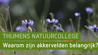 Waarom zijn akkervelden belangrijk? | Thijmens natuurcollege