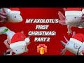 MY AXOLOTL'S FIRST CHRISTMAS | Part 2