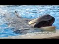 behind the scenes meeting kasatka orkid shouka makani nakai ikaika u0026 corky at seaworld in san d