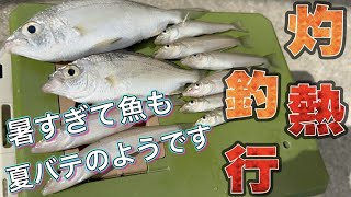 暑すぎて、魚も人間も限界ですwww【キス釣り】