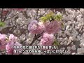 人影ない「桜の通り抜け」 大阪・造幣局、無人機撮影