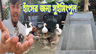 @ornofpets ভাই হাঁসের জন্য বিশাল বড় সুইমিংপুল বানালো