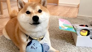 今月もPECOBOXを堪能する柴犬こてつ君♪