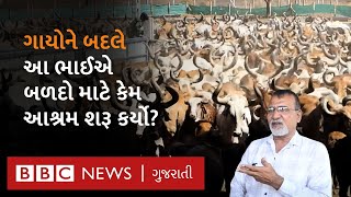 Rajkot News : રાજકોટમાં આ ભાઈ ગાયોને બદલે સેંકડો બળદોનું ધ્યાન કેમ રાખે છે?