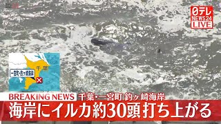 【リプレイ】イルカおよそ30頭が海岸に打ち上げられる…サーファーが集まり海に戻すも ―― 千葉・一宮町～いすみ市（日テレNEWS LIVE）