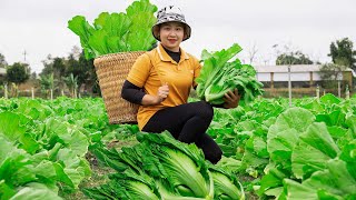 Harvesting Chinese mustard greens to sell at the market   Fish pond care! Lucia's daily life