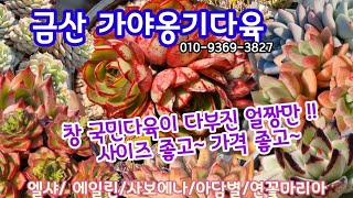 다육이 쇼핑  금산 가야옹기다육 010-9369-3827 🌺색감 예쁘고 수형 멋지고 사이즈 좋고  가격도 착하고~🌸 다부진 다육이 로 알차게 준비 하세요 😄