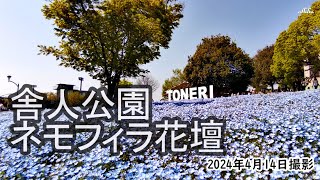 【4K】舎人公園のネモフィラ花壇（2024年4月14日）