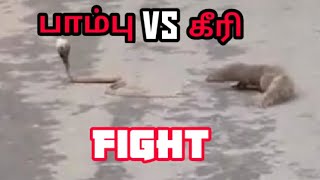 பாம்பு கீரி சண்டை || Snake fight || pothigai kalanchiyam || பொதிகை கஞ்சியம் || Jegan ||