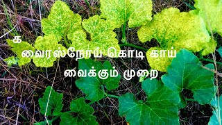 Virus disease of pumpkin pods| வைரஸ் நோய்  பூசணி காய்கள்