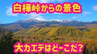 【白樺峠の絶景】乗鞍高原から乗鞍岳まで見渡せる白樺峠。人気の大カエデも見えますよ🍁