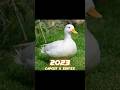 2023 Duck 🦆 🦆 vs 5000 bce Duck 🦆 🦆#viral #shorts