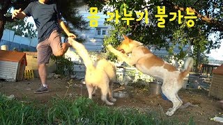 사람을 너무 좋아하는 강아지 #1미터의삶 #시골개#진돌이tv#chaineddog #backyarddog#jindol