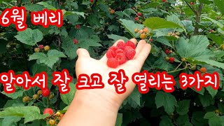 유실수소개 : 무농약 재배  가능한 베리 3가지, 산딸기, 준베리, 블랙커런트 1.5배속 시청하세요.