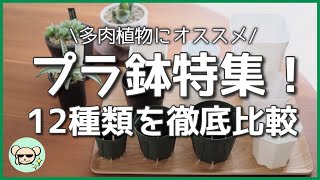 【プラ鉢特集】多肉植物にオススメ！12種類を徹底比較【プレステラ KANEYA/スリット鉢ダイソー ミニ蘭鉢 セラアート】