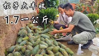 A bumper harvest of pine nuts, 17 yuan per kilogram