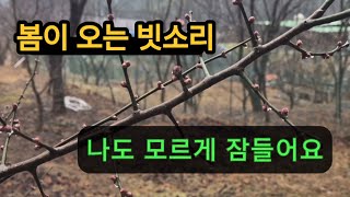 봄이 오는 빗소리는 나도 모르게 잠들어요 명상  편안한잠 불면증해소 꿀잠  명상