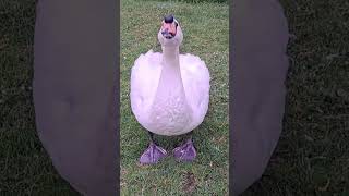 You scared me ! Mute Swan. Wildlife  .Лебідь . Łabędź .Лебедь . हंस। .Angsa .Cygne .