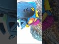 日本人初のトリコラ山登頂に成功 mountains 登山 climbing fyp 絶景 travel adventure