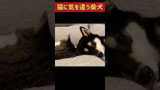 ノールック猫パンチされる柴犬#柴犬 #ねこ#shorts