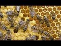 Queen Bee laying eggs!!! (complete video)