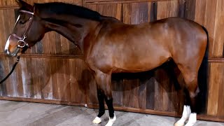 SOLD 16h 6yo Hunter Gelding, Florida ready!