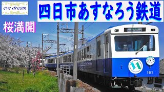 桜満開　四日市あすなろう鉄道