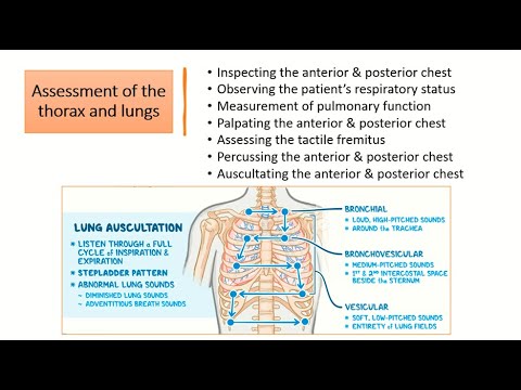 Assessment Of The Thorax And Lungs - YouTube