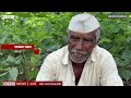 modi government crops msp सरकारच्या soybean cotton वरील हमीभावावर शेतकरी नाराज का आहेत