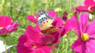 花と蝶　東松戸ゆいの花公園