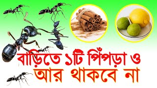 পিঁপড়া দূর করার কিছু সহজ উপায় । পিঁপড়ে তাড়ানোর ঘরোয়া উপায় । #পিঁপড়া #পিঁপড়ে_তাড়ানোর_উপায়