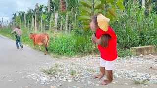 CUTIS hide for fear of being punished when secretly herd cow