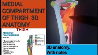 Medial compartment of thigh 3D anatomy in hindi / lower limb anatomy #viralvideo #anatomymadeeasy