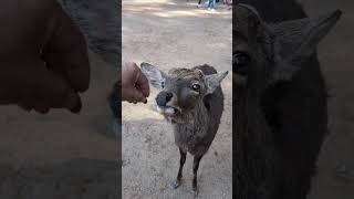 挨拶してくれた鹿にドングリ、プレゼント🦌