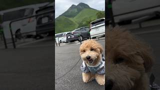 湯布院の狭霧台から見える景色#shorts #dog  #犬#トイプードル #マルチーズ#大分 #旅行