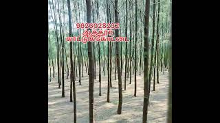 ##சவுக்கு மரம் விற்பனைக்கு || Speed variety #Attur #salem #Casuarina Tree  Ph: 9841148570