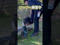 シーソー練習中な犬！