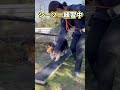 シーソー練習中な犬！