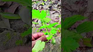 এই গাছ প্রচুর ক্ষতিকারক কৃষি জমির জন্য #foryou #video #shortvideo #bangladesh