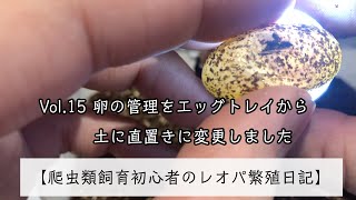 【爬虫類飼育初心者のレオパ繁殖日記】Vol.15 卵の管理をエッグトレイから土に直置きに変更しました