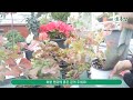 제라늄 이렇게만 관리하면 초보자도 꽃대가 팡팡 pelargonium pelargonium 뿌리영양제