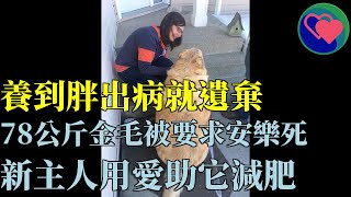 養到胖出病就遺棄，78公斤金毛被要求安樂死，新主人用愛助它減肥