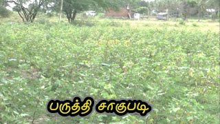 பருத்தி சாகுபடி