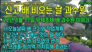 22년 신고배 추석 10일전 비오는 날 과수원 - 배크기, 배 맛은, 비와 관수와 당도, 크레졸 희석액 까치피해 #신고 #배 #추석 #배체험방