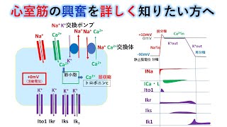 心電図：暗記からの卒業 38話 心室筋の興奮（詳細編）