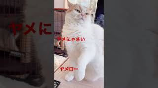 飼主にどうしても撫でられたくない不機嫌な猫😾