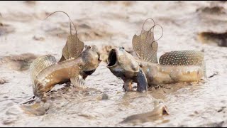 Fishing Journey Mudskipper | Traditional Catching Fish